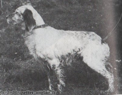 Setter Anglais LINDO DI CEREA Setter Anglais LINDO DI CEREA